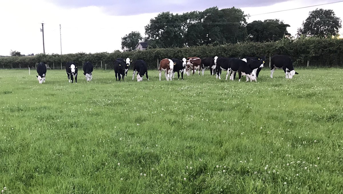 Spring born heifers doing a good thrive #grasstobeef