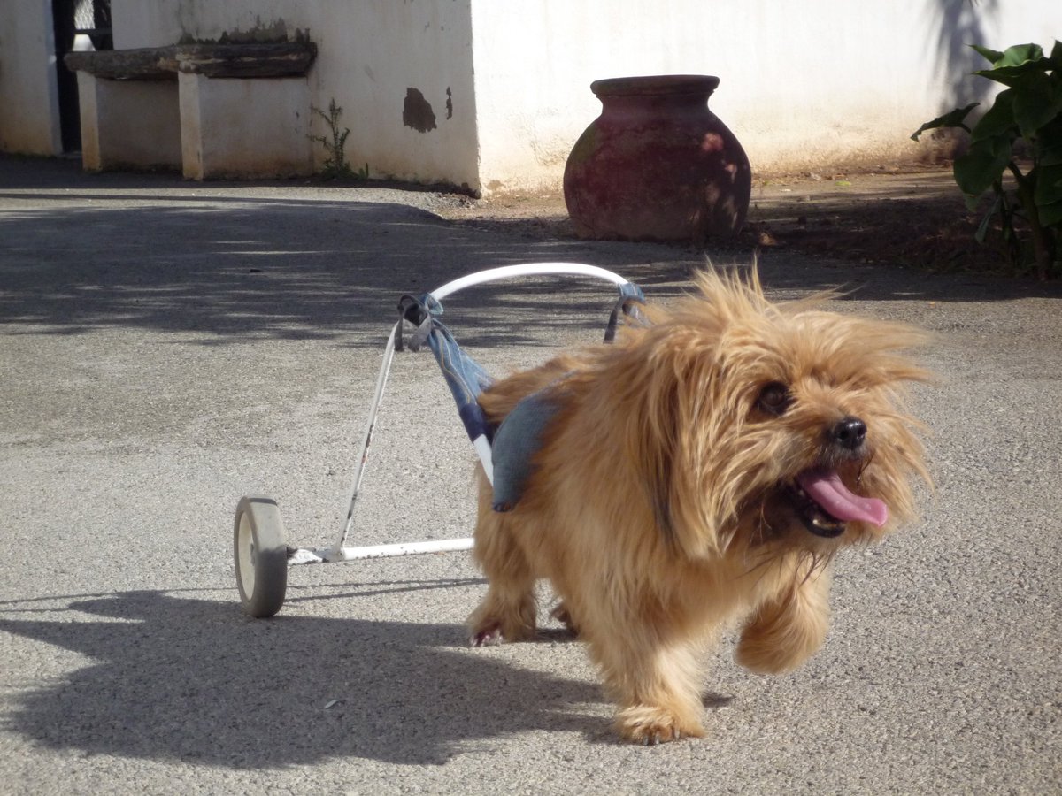 EsperanzaRosSim's tweet photo. @lavecinarubia  no es por nada pero esto si que es pelazo!!! #pipoesunmaquina #superperro #masguapoquejon #losiento https://t.co/RaoEfiXryH