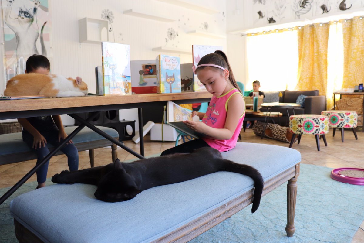 sanjoselibrary's tweet photo. Thank you @TheDancingCatSJ for helping to host such an awesome #storytime yesterday! #Cats #Libraries #RightToLibrary #ReadingToCats https://t.co/ybcuFVGRjs