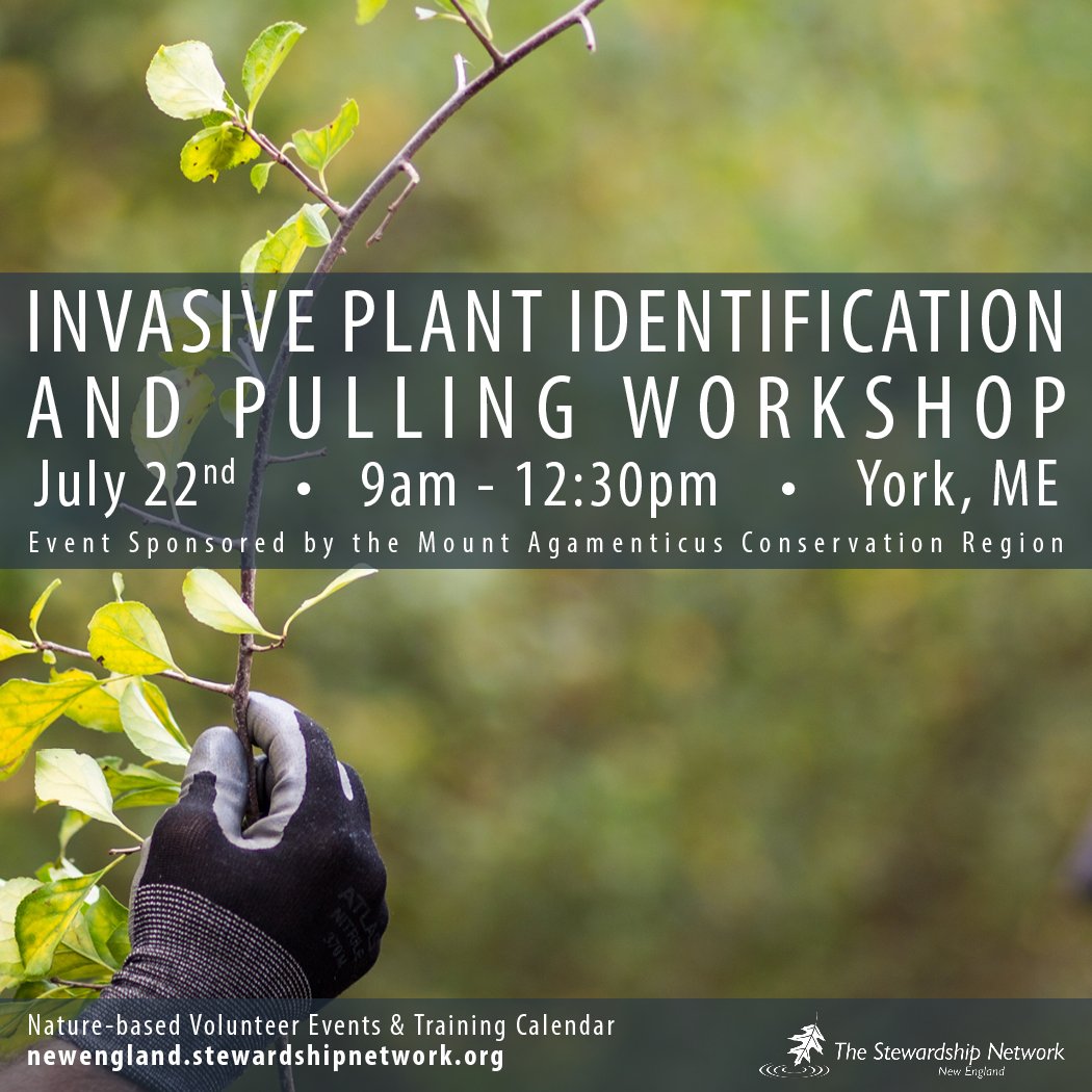 nature_groupie's tweet photo. Mt #Agamenticus needs #volunteers to battle #invasivespecies to restore native habitats. https://t.co/8TF4gKQ7vG #SouthernME #SeacoastNH https://t.co/XgFcKeiPpX