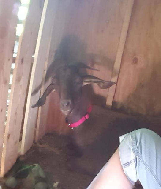 Missing goat in Central Saanich dlvr.it/PXBLCd #yyj https://t.co/QUtX1Eu07H
