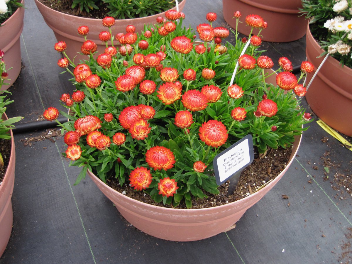 TexanInOz's tweet photo. @BallHort Strawflower Xerochrysum bracteatum 'Dreamtime Red Ember' has huge flowers on compact plants 12" tall &amp; wide Full sun #SeedAnnual #Asteraceae https://t.co/18HjXhrP43