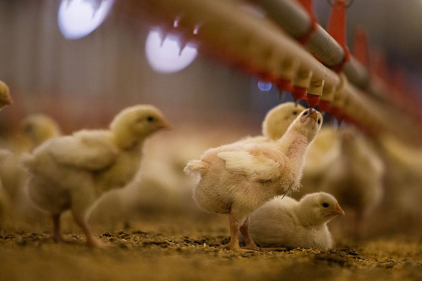 RedactedTonight's tweet photo. More antibiotics are used in animals raised as "food products" than in humans and it actually makes us sicker. https://t.co/yGKqA4n7ym