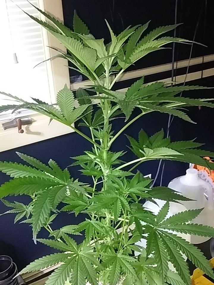 cmartin0725's tweet photo. Stoked for this gal #Cornbread ๐ #raredankness #buddhastree #cleanroots https://t.co/rAXm2n9rS9