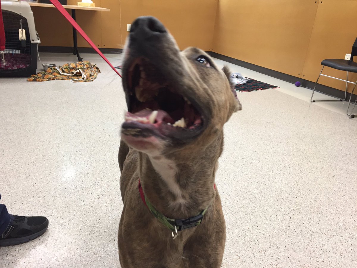JenDowlingNews's tweet photo. Amber will definitely put a smile on your face! We'll have more on her story on #koin6news at 4, 5 & 6 #pdx #dogsrule #oregonhumane https://t.co/IQpQOTBdT5
