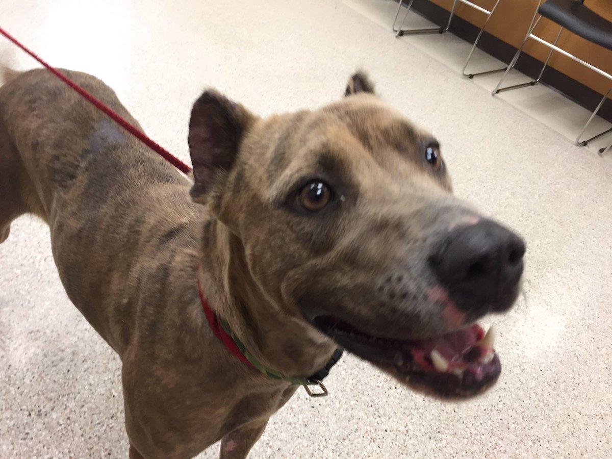 JenDowlingNews's tweet photo. Amber will definitely put a smile on your face! We'll have more on her story on #koin6news at 4, 5 & 6 #pdx #dogsrule #oregonhumane https://t.co/IQpQOTBdT5