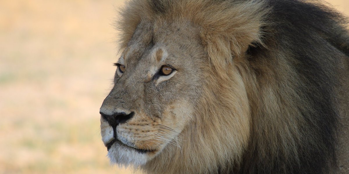 HuffPostUK's tweet photo. Cecil the lion’s son Xanda shot dead in Zimbabwe by big game hunter https://t.co/DxKKdP3EZI https://t.co/lHCiOHOEBU