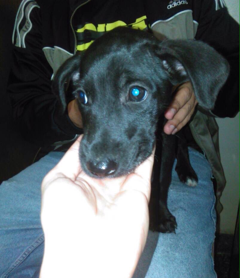 MASCOTASDECALLE's tweet photo. En adopción 4 meses. Ayudanos difundiendo cada RT es una esperanza de conseguirle una familia. #Caracas https://t.co/V1BqIiJ7Gc