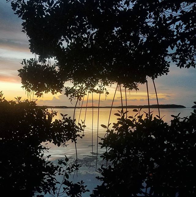 QuestionShrimp's tweet image. We can't get enough of these #sunset photos! Only 3 days till #Mangroveactionday, get tickets now! flipcause.com/secure/cause_p…
PC: Emily Brown