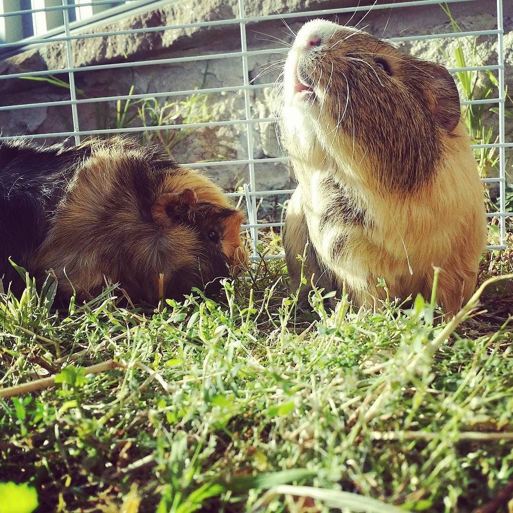 Good morning to this beautiful day! 🐾🌞 #guineapigs#guineapigboarding #cavies#cavy ift.tt/2voSR10