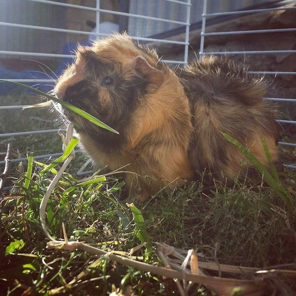 Smelling the grass! 😁💕 #guineapigboarding #guineapig#cavyfun ift.tt/2gOKhpi