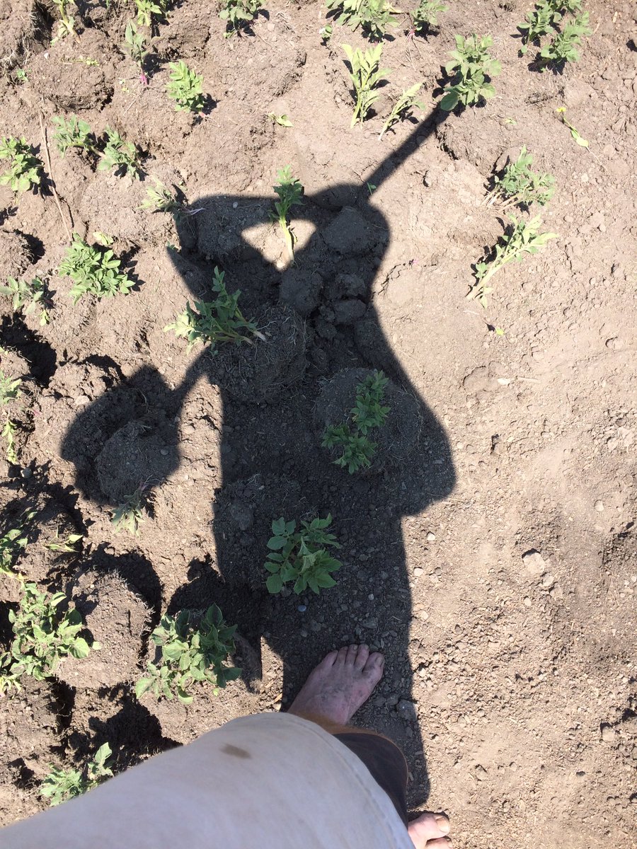PaulyHughes's tweet photo. "The best fertilizer is the shadow of a farmer" #yyc #yyccc #FoodAccess #urbanag #ABAg #ABFarm #CdnFarm #ableg #cdnpoli #food https://t.co/5GYmsIqqsP