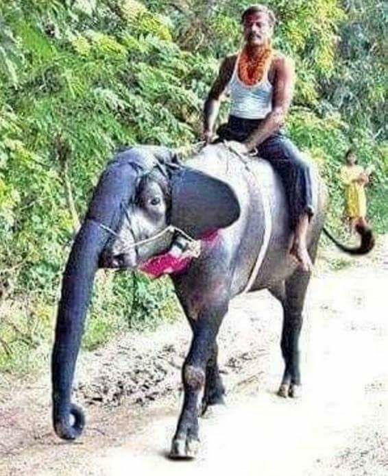 farangbangkok's tweet photo. Could this be evidence of new species of elephant in #India? 😀😀

Cr. Mos NamBan https://t.co/c8GyvCl7WO