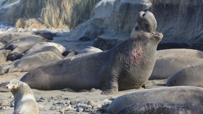 miarozen's tweet photo. Male elephant seals recognise individuals with the distinctive #rhythm of their #voices

https://t.co/P75kR3qDzv https://t.co/PxLcAMBMty