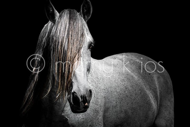 EnduranceHellas's tweet photo. Andalusian! #endurance #enduranceriding #memykios #globalendurancefamily #arabian… https://t.co/f9ZflUGlSi https://t.co/QLoIz85LfG