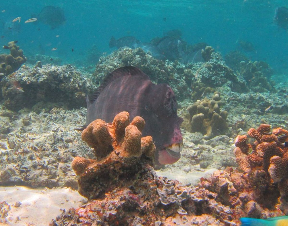 Borneo_Divers's tweet photo. πLook at the teethπ¬!#Buffalofish #dive #nature #adventure #mabul #sipadan #tooth #fish #lovesabah #Malaysia #γ«γ³γ γͺγγγ€ #γγ€γγ³γ° #γγ«γγͺγγ€γγΌγΊ #ζ― https://t.co/iUFPBxY5qu