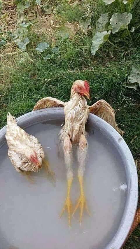 akahiredhelp's tweet photo. Yeah Tennessee is hot ATM.  #offgrid #homesteading #Nashville https://t.co/ysvhHL8LtT