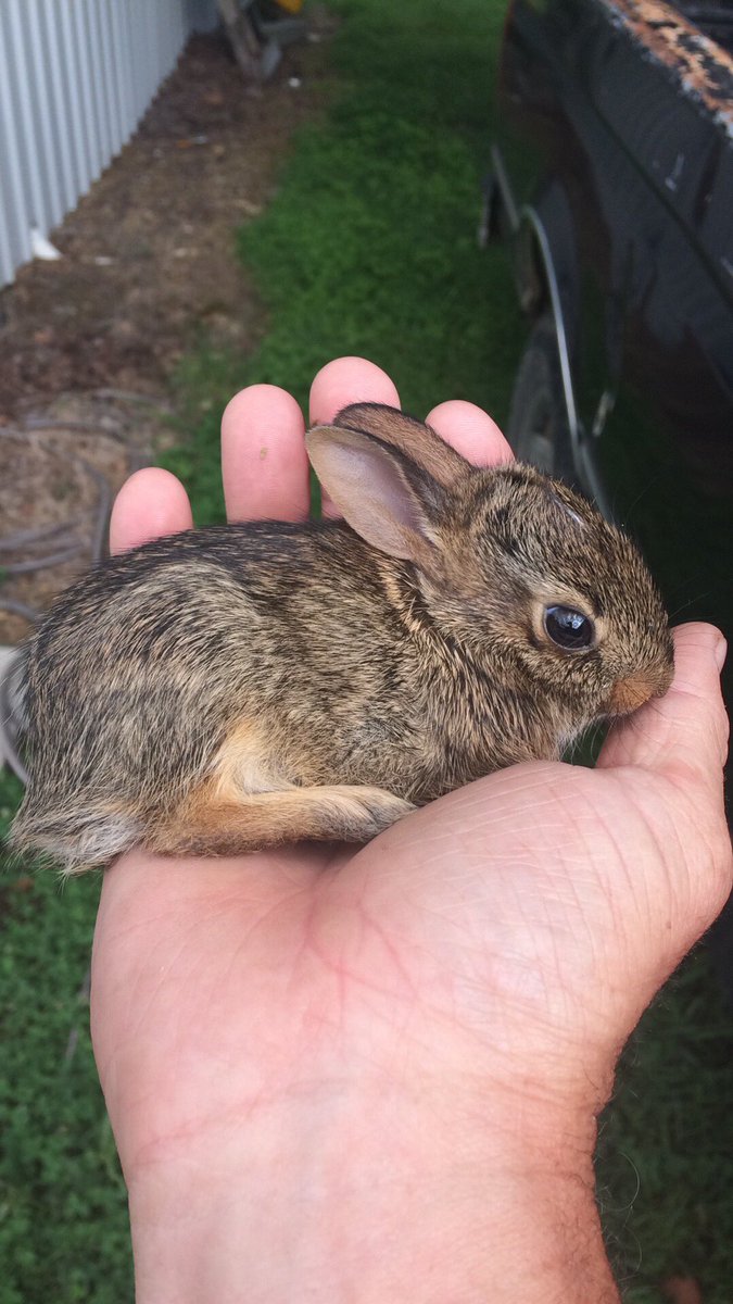 akahiredhelp's tweet photo. Nearly mowed over this lil chap. #homesteading https://t.co/XwHAUTntVK