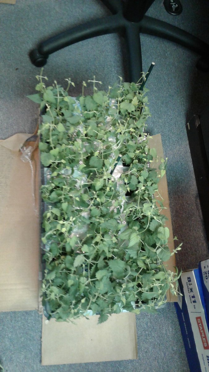 Hop_Haus_Int's tweet photo. Received first shipment of baby hops. Going into growing chambers tomorrow. A game-changer in our area. #hops #kyhopgrowers #inhopgrowers https://t.co/ep7PzktRYZ