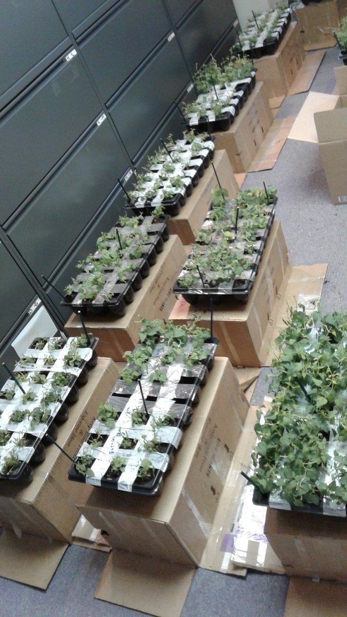 Received first shipment of baby hops. Going into growing chambers tomorrow. A game-changer in our area. #hops #kyhopgrowers #inhopgrowers
