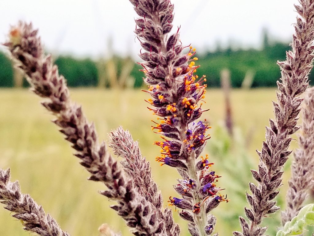 GrasslandNerd's tweet photo. Getting people excited about #nativelegumes! Leadplant (Amorpha canescens) decreases with grazing pressure. A rare find! @ #SpruceWoods https://t.co/FJFwC9Q4ir