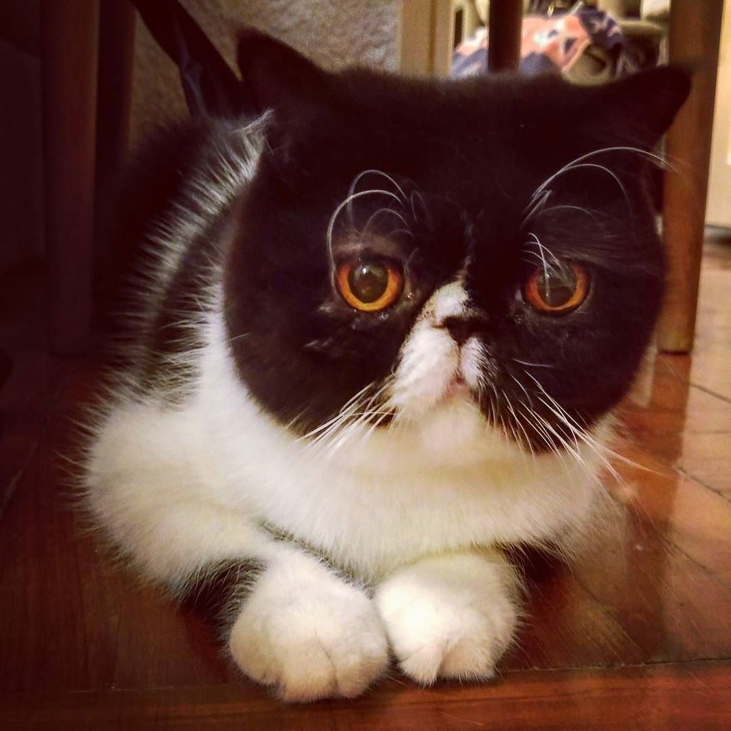 minimeows's tweet photo. Creeping under a chair...😽 #egbertcat #exoticshorthair #catsofinstagram #blacknwhite #kitty #catoftheday #picofthe… https://t.co/eAPw8Vse57 https://t.co/SCjcrLi15S
