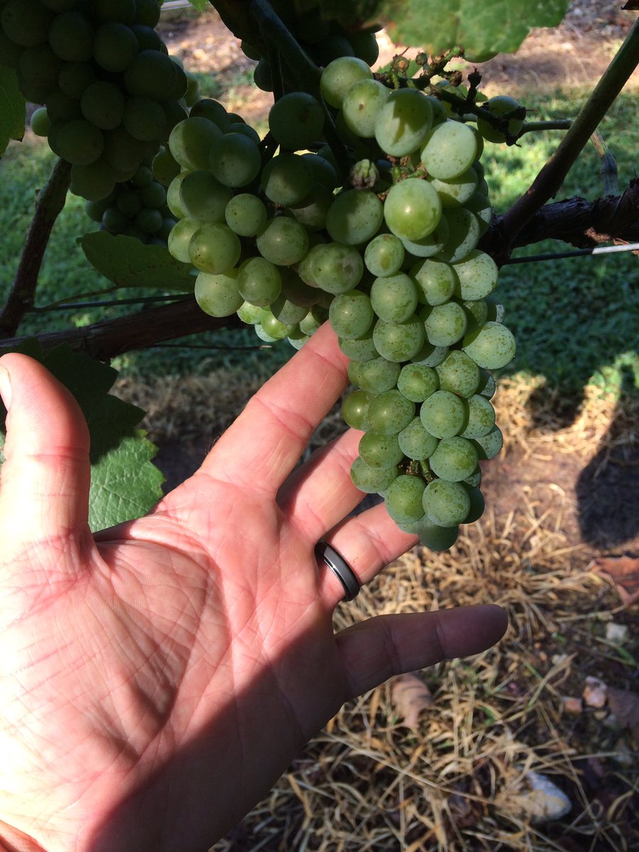 akahiredhelp's tweet photo. #homesteadinglife Sitting at 10 brix. #winemaking https://t.co/VNkwkNAJIx