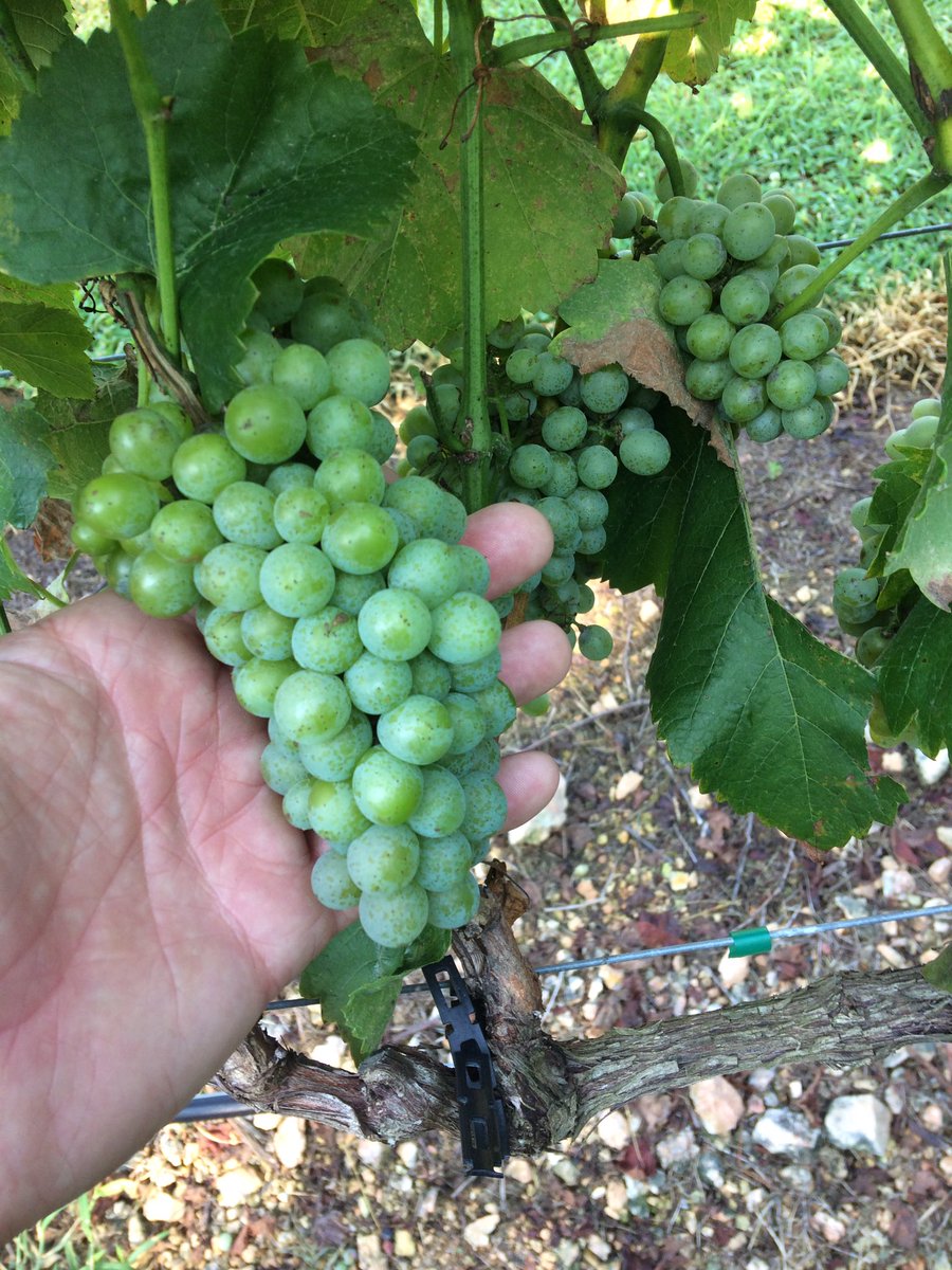 akahiredhelp's tweet photo. #homesteadinglife Sitting at 10 brix. #winemaking https://t.co/VNkwkNAJIx