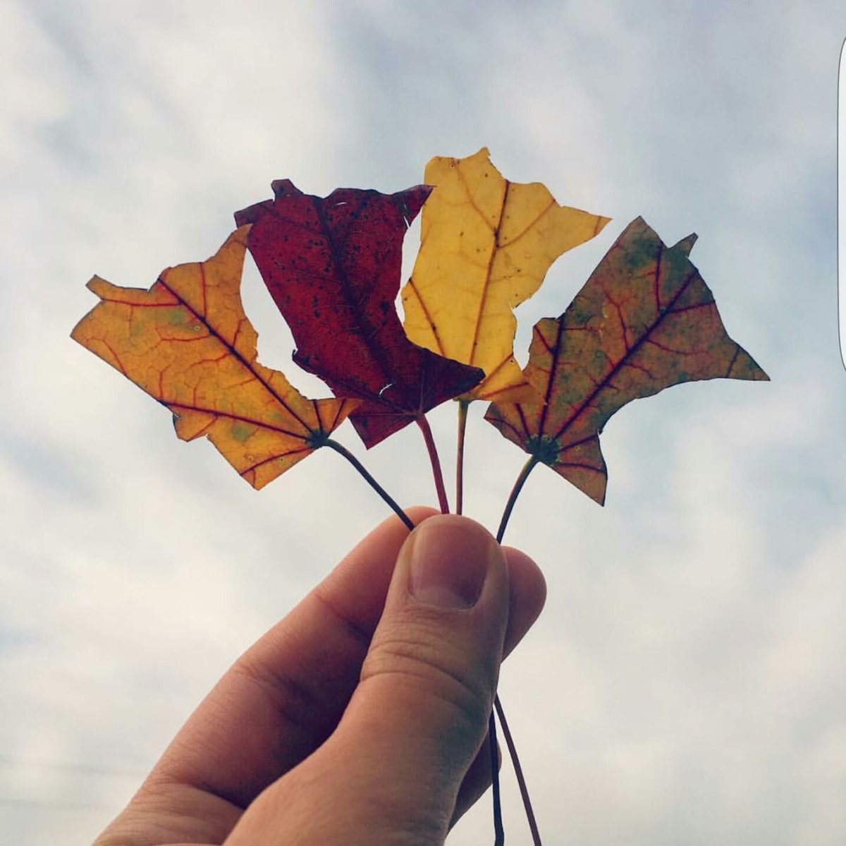 BestPixMN's tweet photo. Minnesota Fall. Photo by Kristina Worm https://t.co/mmMBslX8Sa