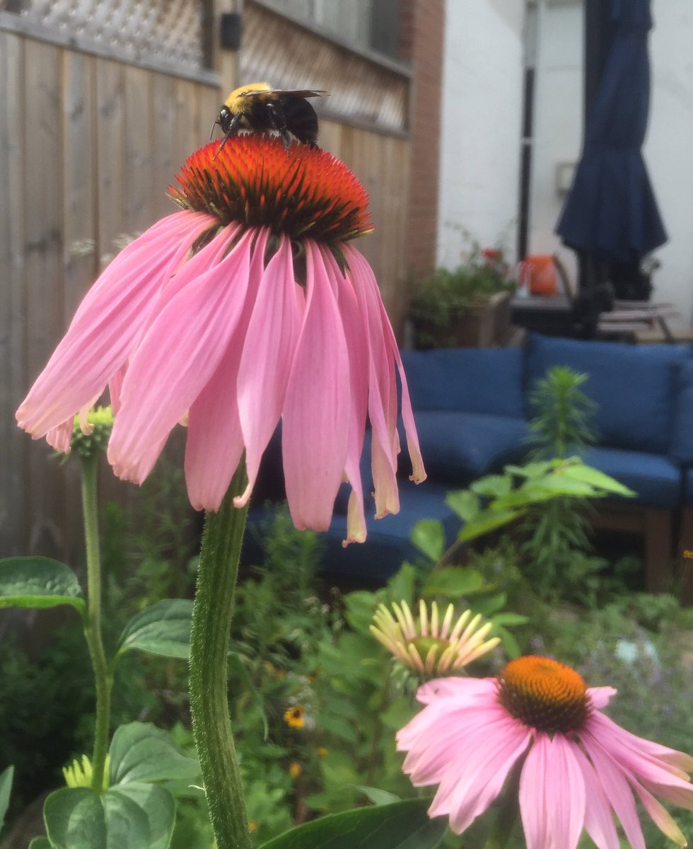 TheLauraBerndt's tweet photo. Hello bumble bee 🐝 #biggestbee https://t.co/cpOjWQT0FE