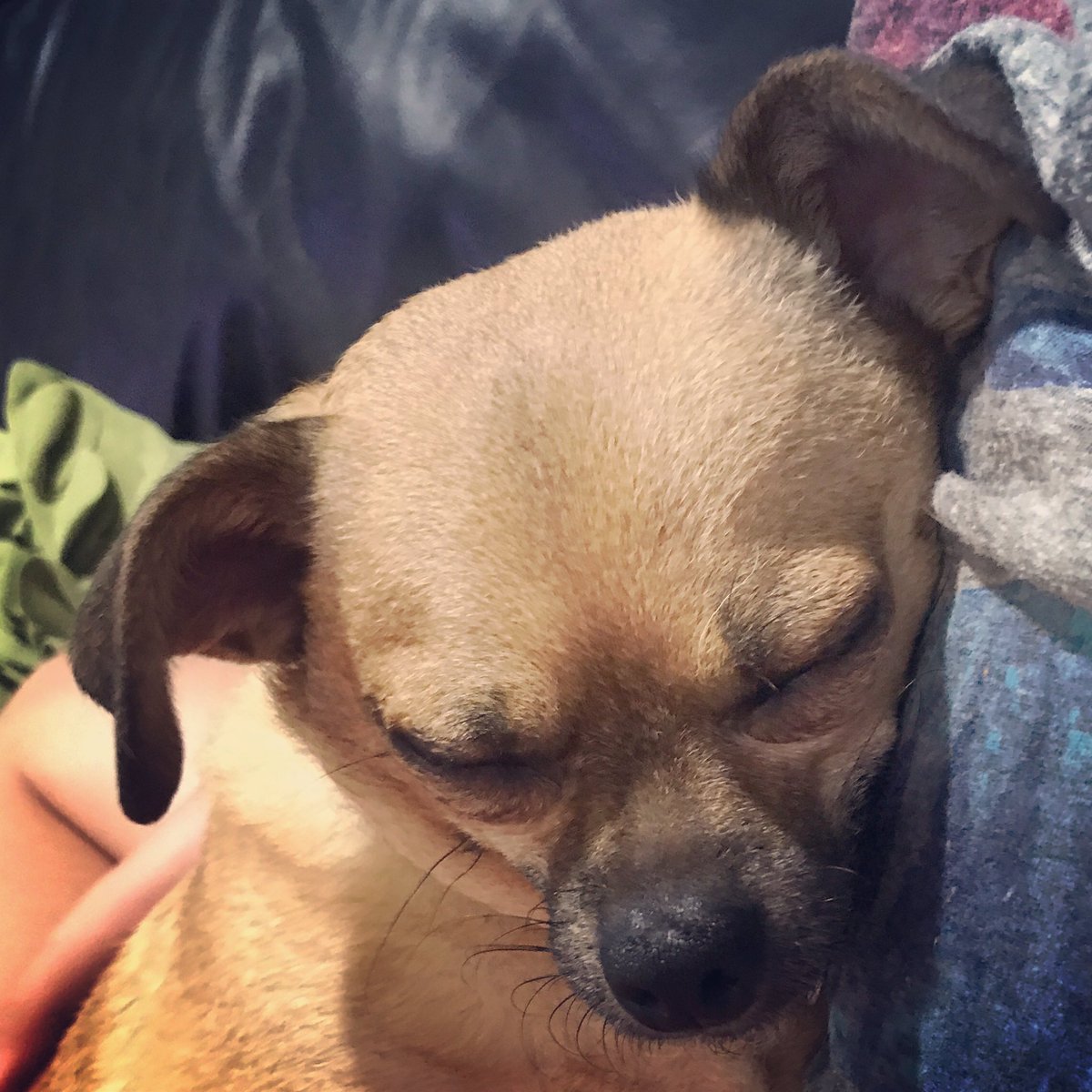 JayRoZee's tweet photo. #Chug #RescueDog @MAPR_PugRescue @chugg_lyfe #chihuahua #pug https://t.co/cBhx70aI8g