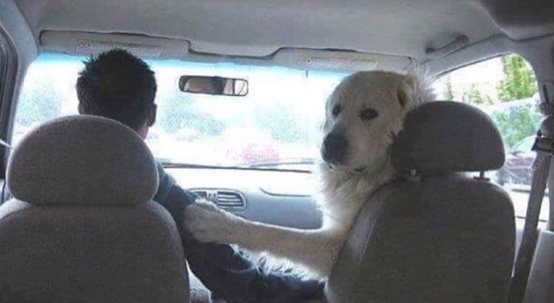 "i swear to god we'll turn this car around"