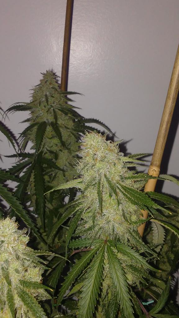 cmartin0725's tweet photo. Orangie ๐ #buddhastree #cleanroots https://t.co/hSjn6OnnOR