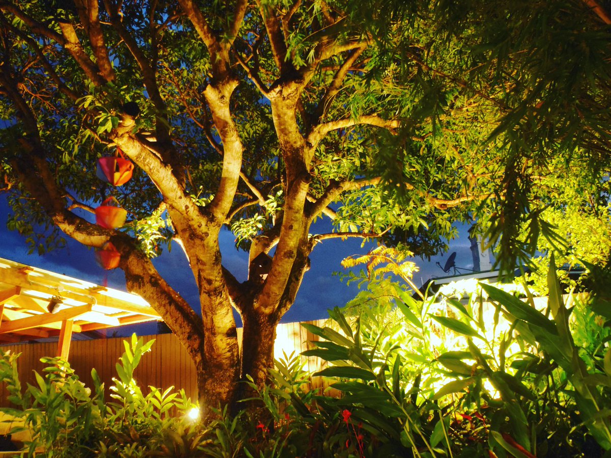 Feature tree illuminated by Shadowgroup - Lighting and Design #shadowgrouplighting #casuarinabeach #tweedcoast #projectlighting #muwillumbah