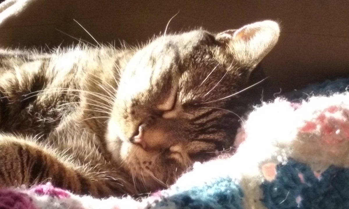 cfleming71's tweet photo. @TheFuckingCat Nap time https://t.co/4C6ADCBPcO