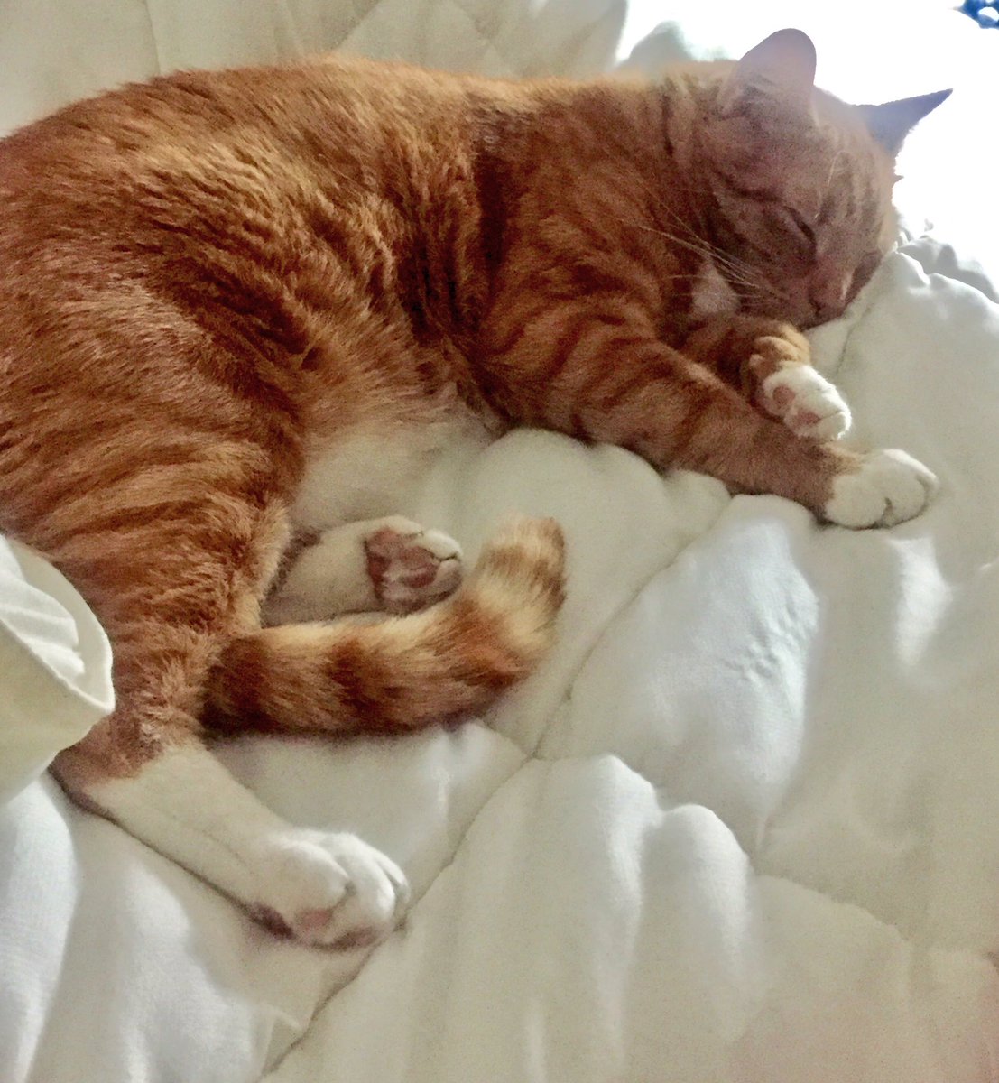 imnachocat's tweet photo. little ball of fur https://t.co/xOoK0Xvi6U