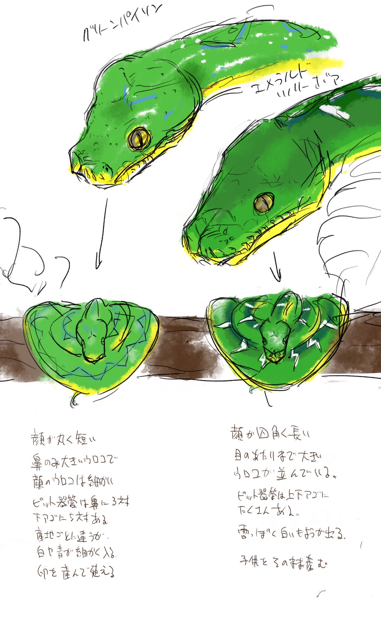 ヤマモトナオキ グリーンパイソンとエメラルドツリーボアの見分け方 顔が丸いのがグリーンパイソンで 角ばってるのがエメラルドツリーボア 鼻から目までの鱗の形が違います ピット器官は鼻先だけのものがグリーンパイソンです 柄に関しては個体差が