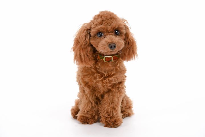 okamotoorimono's tweet photo. 可愛い首輪☆
#犬 #Dog #dogs #和風 #日本 #京都 #西陣織 #silk #fabric #首輪 #callor https://t.co/6YFHzEClM6 https://t.co/xeLcqa2H4N