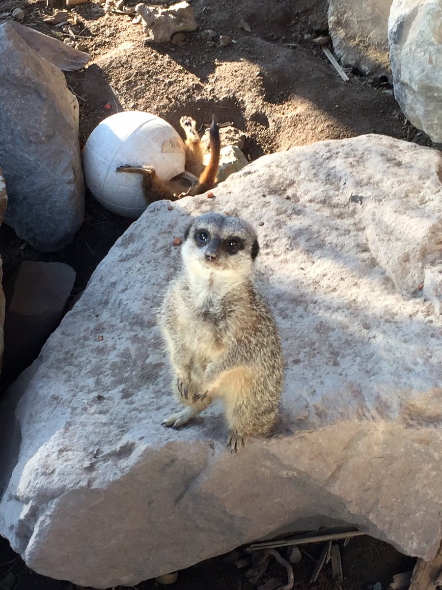 christian_corsa's tweet photo. #ZooMV Suricata https://t.co/3d2X5A6BZy