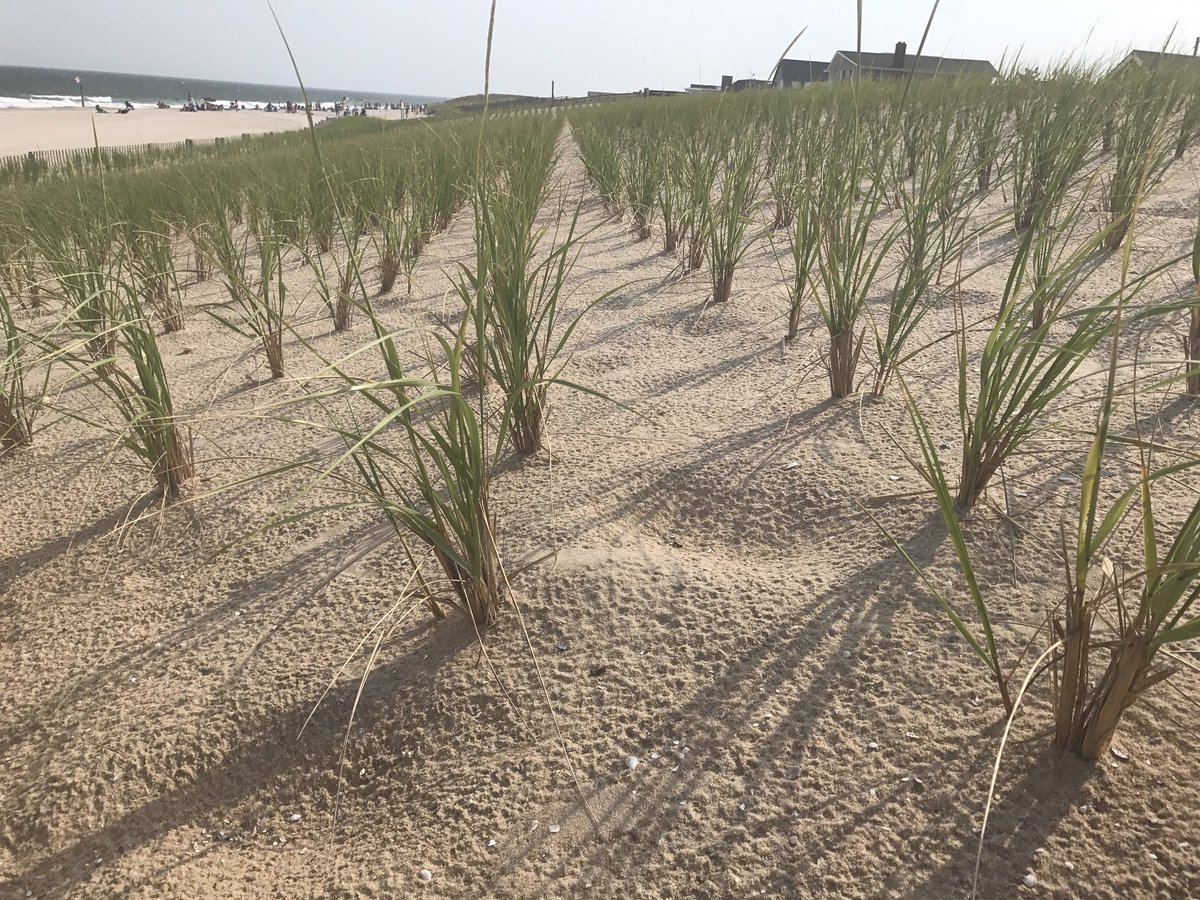 suzieprof's tweet image. My beautiful day @lbilife @lbisource @TheSandPaperLBI @dRunner26_2 #summer17