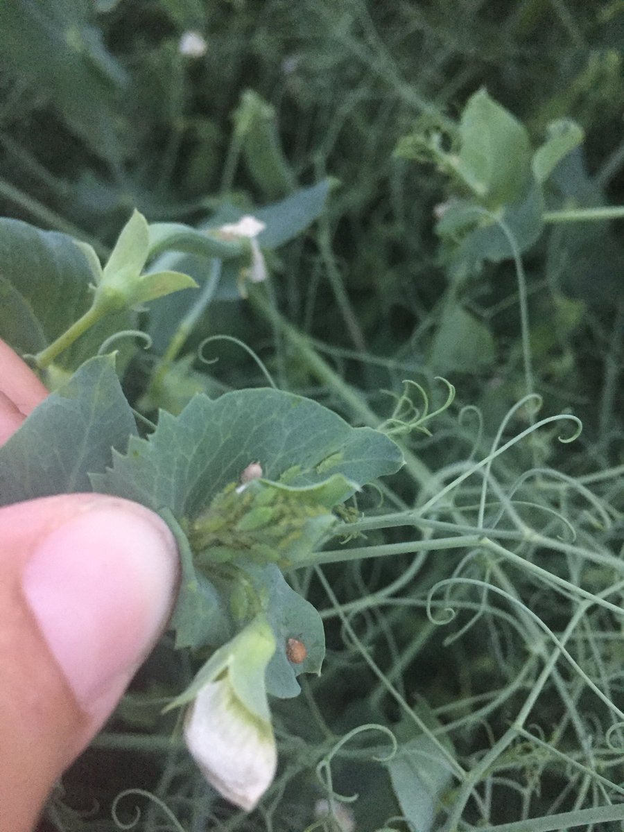 MariekePatton's tweet photo. #Aphids above threshold in the #FieldPeas in #Temiskaming #BugYear #OntAg #Scout17 https://t.co/0wN3PInRkb