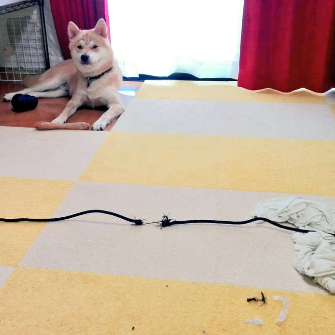 犬がコードをかじる 100均で簡単に対策してみたよ のんきろぐ