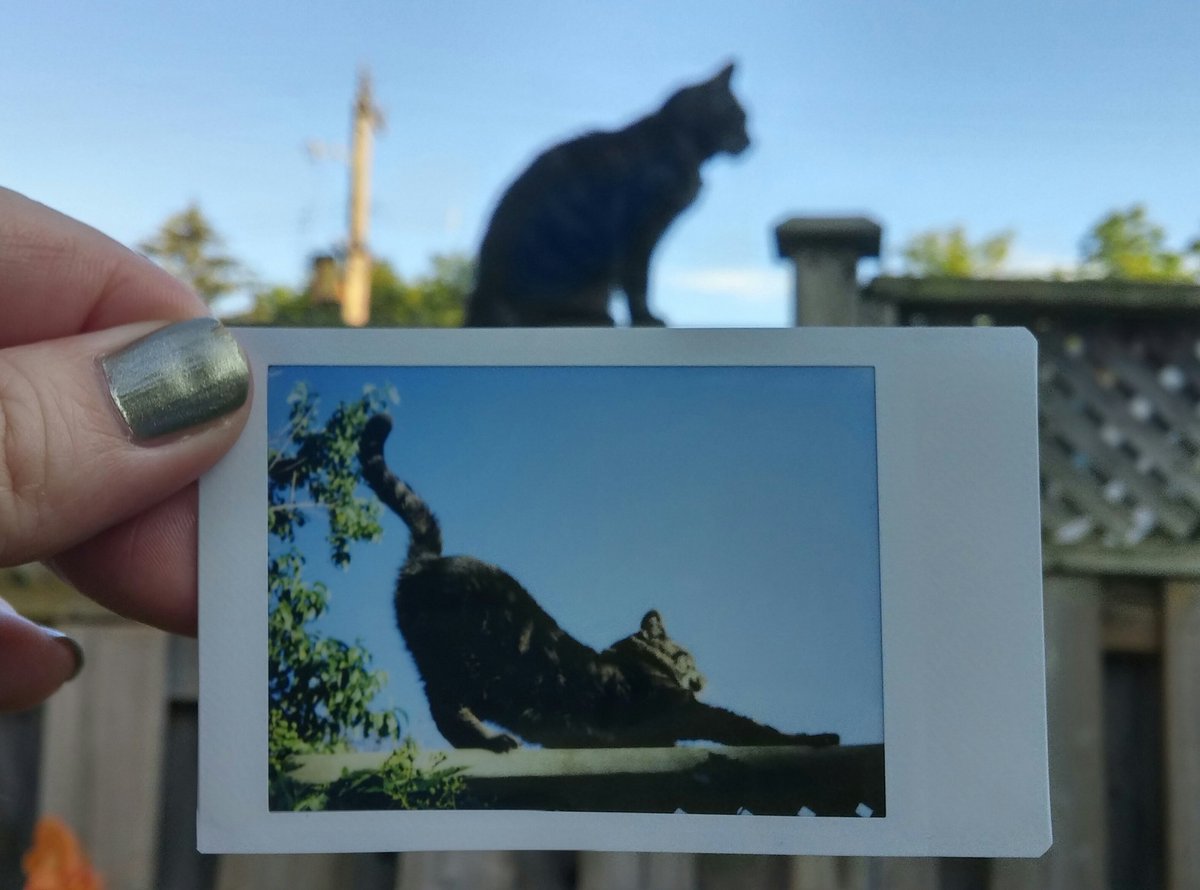 buttercupcaren's tweet photo. had a visit from the Dude today so I instaxed him in mid stretch.
#instax #instantcat #cat https://t.co/91iLKfdzj6