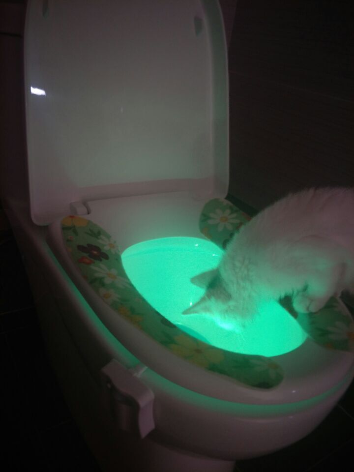 AdoricLife's tweet photo. my lil kittty is wondering what the hell is that ?👉https://t.co/H2fgPDaofp 🙂#enjoylife #adoric #CatsAreWild #petsmart #funny https://t.co/yYEwM5xx7k