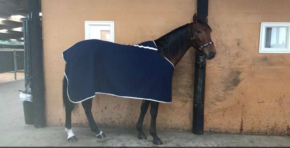 ashstewart13's tweet photo. Cullenburn ready to try his luck in the Breeders Crown heat tonight at @AddingtonNZ #goburnie 🐴🏆 https://t.co/hNemN9451A