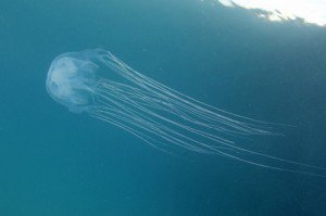 異常発生 ハブクラゲ 沖縄北部地域注意