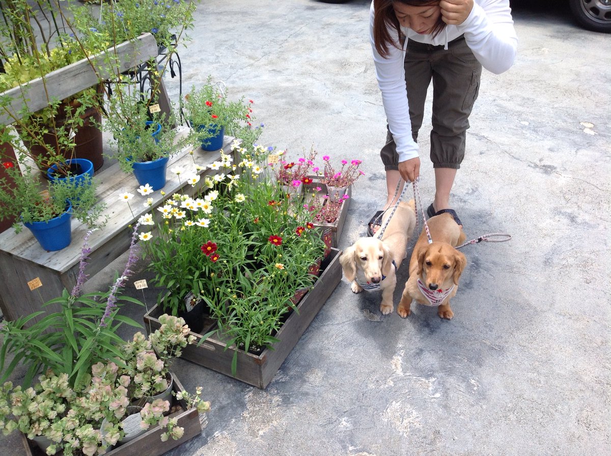 floristsonia's tweet photo. お花に誘われて☺️
ワンちゃん達もたくさん来てくれます💕
                                    #吹田市 #花屋 https://t.co/ytCW3qpScY
