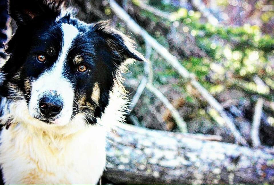 DylanBroome07's tweet photo. This border collie is being held somewhere or dead... His owner was having him train. Story is on my Facebook.... #JUSTICEFORTUFF https://t.co/TgXgc9UQM8