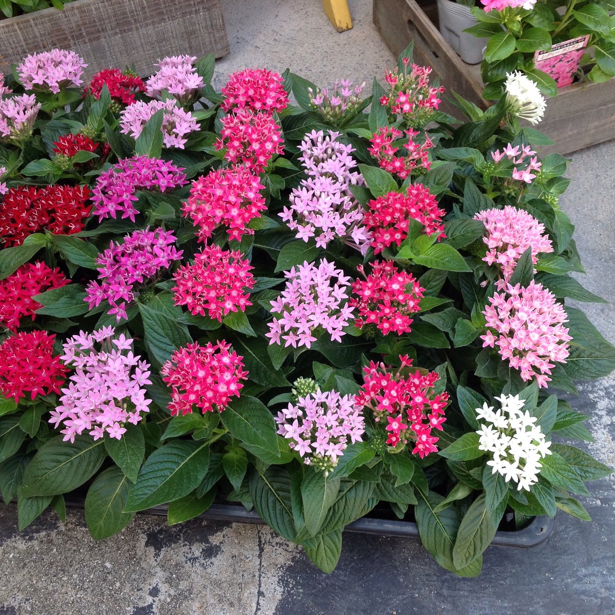 floristsonia's tweet photo. 晩秋まで咲き続けるペンタス
夏の暑さにも強く次々とお花を咲かせますが
蒸れに弱いので風通しの良い所に植えて下さい🍀
                    #吹田市 #花屋 https://t.co/lMO2LB9G4H