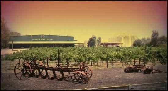 cellarwinebuff's tweet photo. Andrew Peace Wines from #thewinebuff  https://t.co/lNlA0r9tNk #australia #Langhorne #Cabernet #shiraz #Sauvignon https://t.co/Enmj1pOnx5